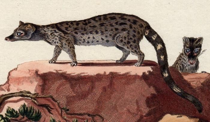 1780年 Schreber 野生哺乳類の図と説明 Pl 113 ジャコウネコ科 ジェネット属 ヨーロッパジェネット Viverra Genetta Linn アンティークプリント ボタニカルアート 博物画の通販サイト Spirito Di Artigiano 1780年 Schreber 野生哺乳類の図と説明 Pl 113 ジャコウネコ科 ジェネット属 ヨーロッパジェネット Viverra Genetta Linn アンティークプリント ボタニカルアート 博物画の通販サイト Spirito Di Artigiano