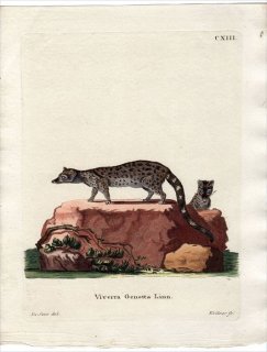 ジャコウネコ科 Viverridae アンティークプリント ボタニカルアート 博物画の通販サイト Spirito Di Artigiano ジャコウネコ科 Viverridae アンティークプリント ボタニカルアート 博物画の通販サイト Spirito Di Artigiano
