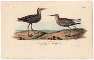 1840年 Audubon Birds of America Pl.334 シギ科 オバシギ属 アシナガシギ Long-legged Sandpiper