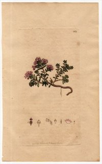 1801ǯ Sowerby English Botany  No.865 ĥĥ ߥͥ° ߥͥ AZALEA procumbens