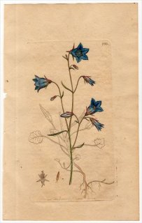 1801ǯ Sowerby English Botany  No.866 祦 ۥ֥° ȥ㥸 CAMPANULA rotundifolia