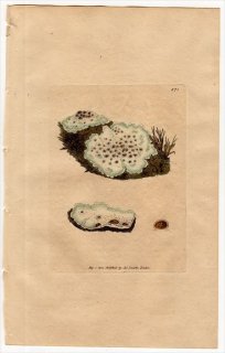 1801ǯ Sowerby English Botany  No.871  ޥ° LICHEN lentigerus ϰ