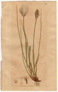 1801ǯ Sowerby English Botany  No.873 ĥꥰ 勵° 勵 ERIOPHORUM vaginatum