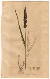 1801ǯ Sowerby English Botany  No.874 Ͳ Υ° ĥΥ PANICUM verticillatum