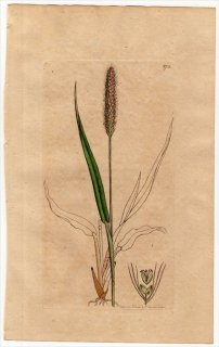 1801ǯ Sowerby English Botany  No.875 Ͳ Υ° Υ PANICUM viride