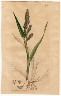 1801ǯ Sowerby English Botany  No.876 Ͳ ̥ӥ° ̥ӥ PANICUM Crus-galli