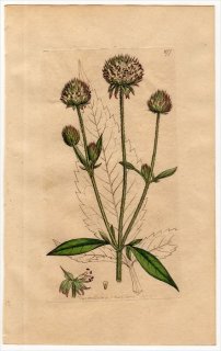 1801ǯ Sowerby English Botany  No.877  ʥ٥° DIPSACUS pilosus