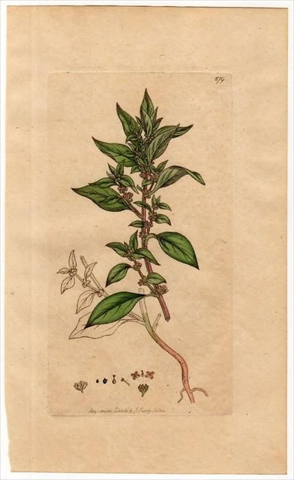 1801年 Sowerby English Botany 初版 No 879 イラクサ科 ヒカゲミズ属 Parietaria Officinalis アンティークプリント ボタニカルアート 博物画の通販サイト Spirito Di Artigiano