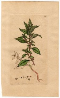 1801ǯ Sowerby English Botany  No.879 饯 ҥߥ° PARIETARIA officinalis