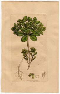 1801ǯ Sowerby English Botany  No.883 ȥ ȥ° ȥ EUPHORBIA helioscopia