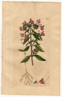 1801ǯ Sowerby English Botany  No.884  ޥɥꥳ° GALEOPSIS Ladanum