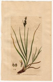 1801ǯ Sowerby English Botany  No.885 ĥꥰ ° CAREX pilulifera