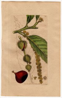 1801ǯ Sowerby English Botany  No.886 ֥ʲ ° 衼åѥ FAGUS Castanea