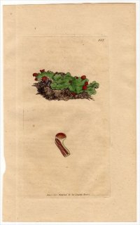 1801ǯ Sowerby English Botany  No.887 ĥᥴ ڥǥ° LICHEN venosus ϰ