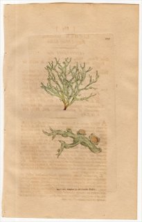1801ǯ Sowerby English Botany  No.889 饿 ޥ° LICHEN farinaceus ϰ