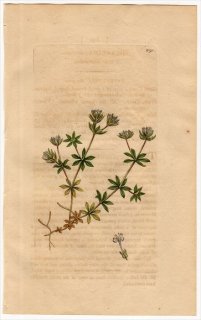 1801ǯ Sowerby English Botany  No.891 Ͳ ϥʥ䥨॰° ϥʥ䥨॰ SHERARDIA arvensis