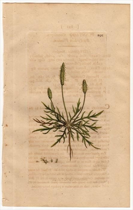 1801年 Sowerby English Botany 初版 No 2 オオバコ科 オオバコ属 セリバオオバコ Plantago Coronopus アンティークプリント ボタニカルアート 博物画の通販サイト Spirito Di Artigiano