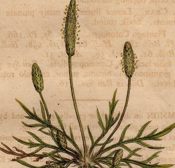 1801年 Sowerby English Botany 初版 No 2 オオバコ科 オオバコ属 セリバオオバコ Plantago Coronopus アンティークプリント ボタニカルアート 博物画の通販サイト Spirito Di Artigiano