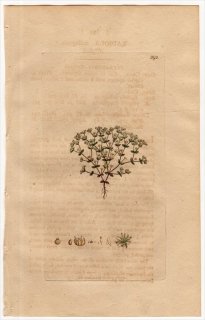 1801ǯ Sowerby English Botany  No.893 ޲ 饸° RADIOLA millegrana