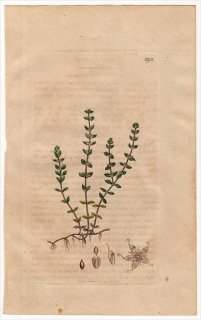1801ǯ Sowerby English Botany  No.895 ʥǥ 쥱֥° ILLECEBRUM verticillatum