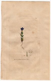 1801ǯ Sowerby English Botany  No.896 ɥ ɥ° GENTIANA nivalis