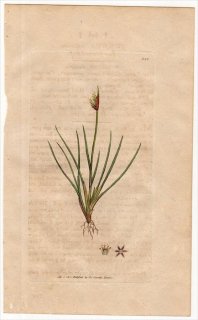 1801ǯ Sowerby English Botany  No.898  ° JUNCUS biglumis