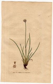 1801ǯ Sowerby English Botany  No.899  ° ͥ JUNCUS triglumis