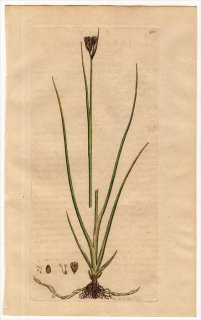 1801ǯ Sowerby English Botany  No.900  ° 祦 JUNCUS castaneus