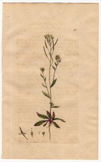 1801ǯ Sowerby English Botany  No.901 ֥ʲ ̥ʥ° ̥ʥ ARABIS thaliana