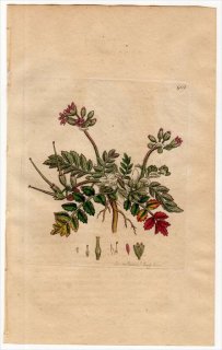 1801ǯ Sowerby English Botany  No.902 ե ե° 㥳ե ERODIUM moschatum
