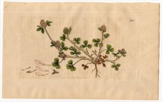 1801ǯ Sowerby English Botany  No.903 ޥ 㥸° TRIFOLIUM scabrum