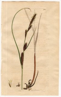 1801ǯ Sowerby English Botany  No.904 ĥꥰ ° CAREX filiformis