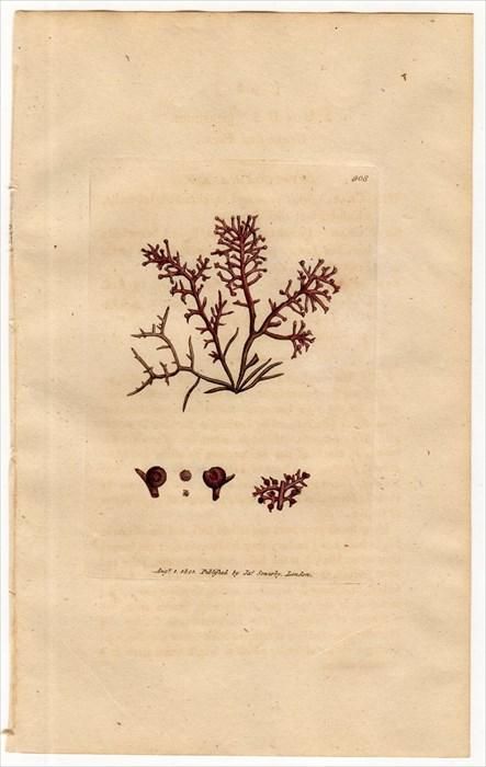 1801年 Sowerby English Botany 初版 No.908 スギノリ科