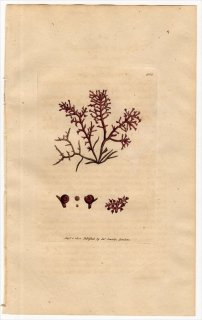 1801ǯ Sowerby English Botany  No.908 Υ Υ° FUCUS gigartinus 