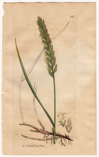 1801ǯ Sowerby English Botany  No.909 Ͳ Х८° Х८ TRITICUM repens