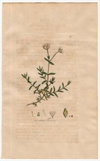 1801ǯ Sowerby English Botany  No.911 ʥǥ ߥߥʥ° STELLARIA cerastoides