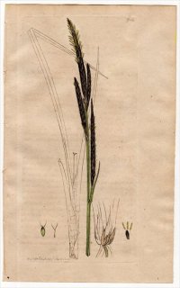 1801ǯ Sowerby English Botany  No.914 ĥꥰ ° CAREX stricta