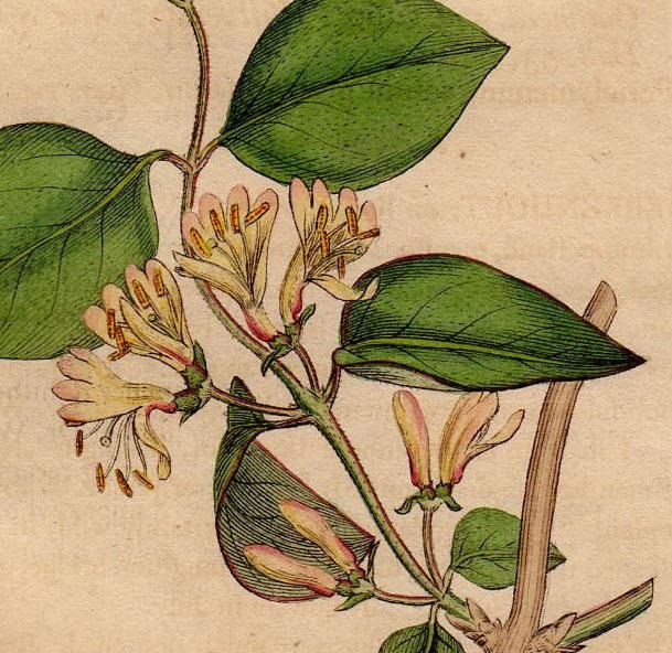 1801年 Sowerby English Botany 初版 No 916 スイカズラ科 スイカズラ属 Lonicera Xylosteum アンティークプリント ボタニカルアート 博物画の通販サイト Spirito Di Artigiano