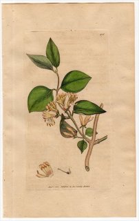 1801ǯ Sowerby English Botany  No.916  ° LONICERA Xylosteum
