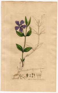 1801ǯ Sowerby English Botany  No.917 祦ȥ ĥ˥˥° ҥĥ˥˥ VINCA minor