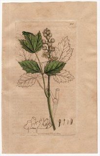 1801ǯ Sowerby English Botany  No.918 ݥ 륤襦祦° ACTAEA spicata