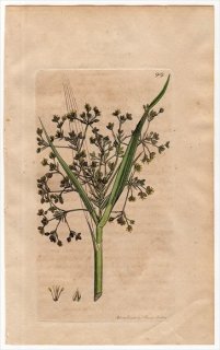1801ǯ Sowerby English Botany  No.919 ĥꥰ ֥饬° ֥饬 SCIRPUS sylvaticus