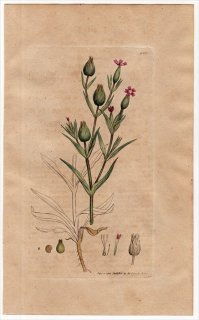 1801ǯ Sowerby English Botany  No.922 ʥǥ ޥƥ° ҥ᥷饿ޥ SILENE conica