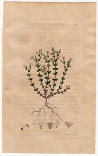 1801ǯ Sowerby English Botany  No.923 ʥǥ ΥߥΥĥť° ΥߥΥĥť ARENARIA serpyllifolia