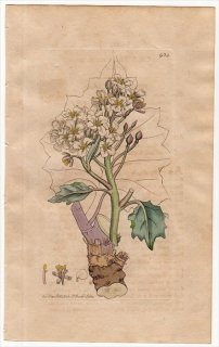 1801ǯ Sowerby English Botany  No.924 ֥ʲ ϥޥ°  CRAMBE maritima