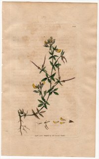 1801ǯ Sowerby English Botany  No.925 ޥ ߥ䥳° LOTUS diffusus