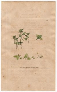 1801ǯ Sowerby English Botany  No.926 ȥ ° ҥ󥸥 LEMNA trisulca