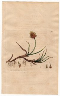 1801ǯ Sowerby English Botany  No.927 ĥꥰ ° CAREX incurva