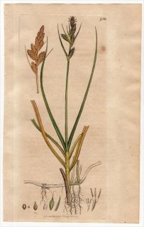 1801ǯ Sowerby English Botany  No.928 ĥꥰ ° CAREX arenaria