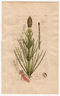 1801ǯ Sowerby English Botany  No.929 ȥ ȥ° ߥȥ EQUISETUM limosum
